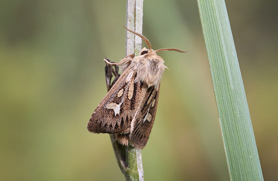 antler moth 